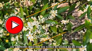 🔴 Los limoneros muestran sus flores de azahar 04-04-2025