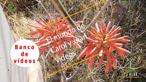 🟣Aloe 14 marzo 2024