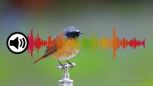 🔉Colirrojo tizón cantando posado en antena en el pueblo de Gestalgar 25-10-2024