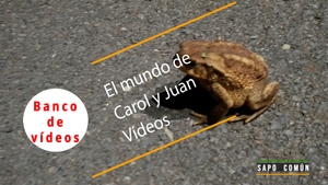 🟣 Sapo común saltando