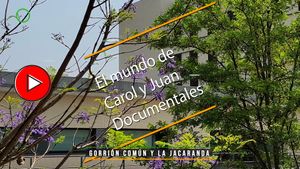 🔴Gorrión común y la jacaranda 04062025