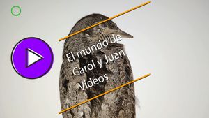 🟣Torcecuello encontrado muerto en un polígono industrial 7 septiembre 2023