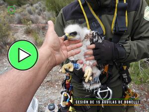 🟢Andalucía cede quince águilas de Bonelli para ayudar a recuperar a esta especie amenazada en Españ