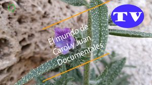 🔵Viborera Echium vulgare 16-01-2025