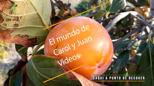🔴 Caqui a punto de recoger 15 octubre 2023