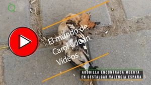 🔴Abubilla encontrada muerta en Gestalgar Valencia 10 mayo 2024