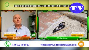 🔵 Avión común occidental volantón en el suelo 29072025