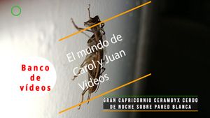 🟣Gran capricornio Cerambyx cerdo de noche sobre pared blanca 4 febrero 2024