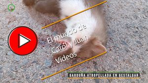 🔴Garduña atropellada en Gestalgar 4 julio 2024