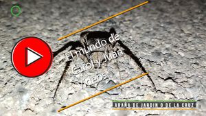 🔴Araña de jardín o de la cruz 13 septiembre 2024