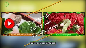 🔴Mariposa del geránio 15052025