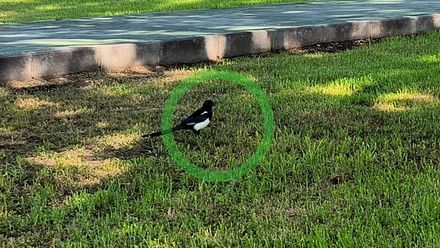 ¿Qué le ocurre a esta urraca de la Eliana en Valencia?