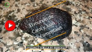 🔴Cáscara y semilla de aguacate 26052025