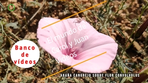 🟣Araña cangrejo sobre flor convolvolus 8 octubre 2023