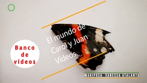 🟣 Mariposa Vanessa atalanta