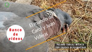 🟣Paloma torcaz muerta en el suelo por causas desconocidas 24 marzo 2024