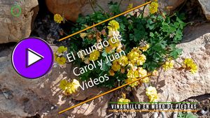 🟣Vinagrillo en muro de piedras