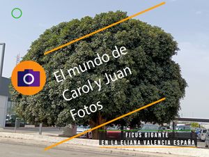 ⚫ Ficus gigante en La Eliana Valencia España 08 junio 2024
