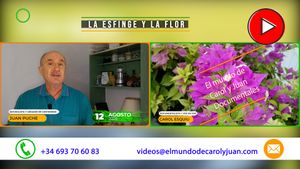🔴La esfinge y la flor 12082025