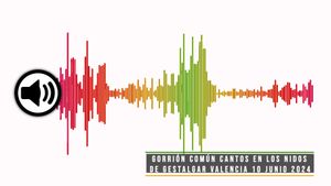 🔉Gorrión común cantos en los nidos de Gestalgar Valencia 10 junio 2024
