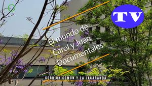 🔵Gorrión común y la jacaranda 04062025