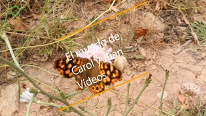🔴 Insectos. Mariposa saltacercas 26ago22