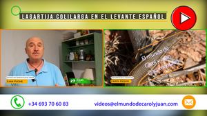 🔴Lagartija colilarga en el Levante español 27072025