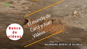 🟣Golondrina dáurica en Valencia 21 febrero 2023
