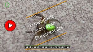 🔴Arañita de vientre verde 01052025