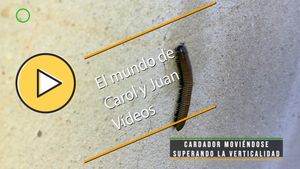 🟣Cardador superando la verticalidad 2 diciembre 2023