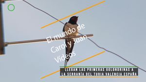 ⚫ Llegan las primeras golondrinas a la Serranía del Turia