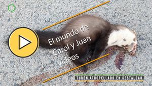 🟣Garduña atropellada en Gestalgar 4 julio 2024