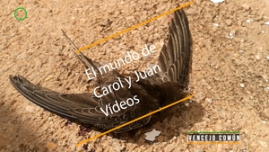 🟣 Vencejo común muerto en la calle de un pueblo valenciano