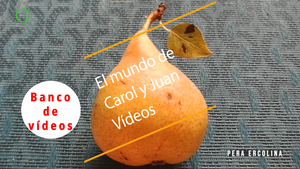 🟣 Pera ercolina 8 octubre 2023