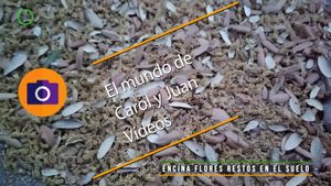 ⚫ Encina flores 26 mayo 2024
