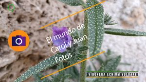 ⚫Viborera Echium vulgare 16-01-2025