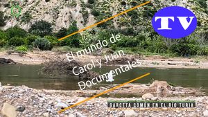 🔵Garceta común en el río Turia 29042025