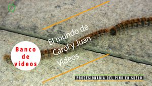 🟣Procesionaria del pino en suelo 25 febrero 2024