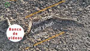 🟣 Culebra de escalera joven muerta en la carretera 8 octubre 2023