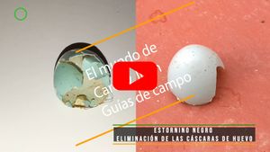 🔴 Estornino negro eliminación de las cáscaras de huevo 28 abril 2024