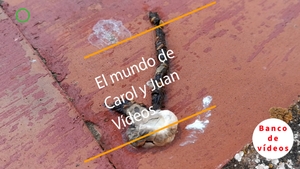 🟣 Aves. Estornino negro excrementos 16 mayo 2022