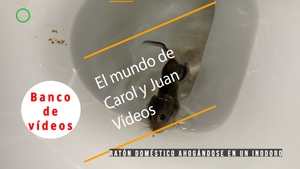 🟣Ratón doméstico ahogándose en un inodoro 19 noviembre 2023