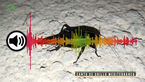🔉Grillo mediterráneo cantos junto al río Turia 08072025