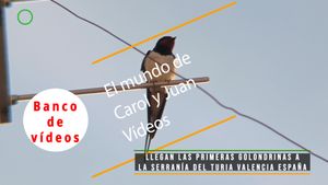🟣Llegan las primeras golondrinas a la Serranía del Turia 18 marzo 2024