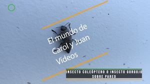 🟢 ¿Insecto coleóptero o insecto Gorgojo sobre pared?