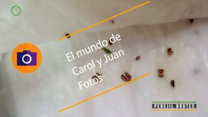 ⚫ Perejil brotes 16 junio 2024