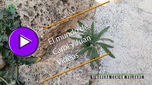 🟣Viborera Echium vulgare 16-01-2025