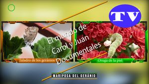 🔵Mariposa del geránio 15052025