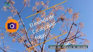 ⚫Árbol del paraíso en invierno 09-02-2025