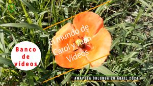 🟣Amapola oblonga 20 abril 2024